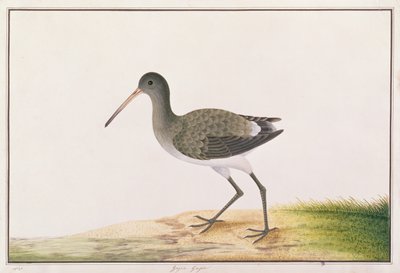 Black-tailed Godwit, from Drawings of Birds from Malacca, c.1805-18 by Chinese School